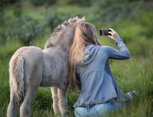 Los caballos como maestros de la conexión emocional: cómo la hipoterapia fortalece los vínculos humanos